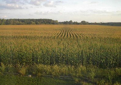 Photo of a cornfield