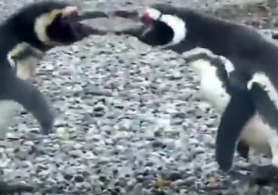 A husband penguin fought the homewrecker. Sadly, his wife chose the homewrecker.